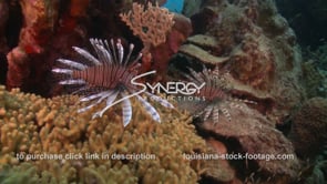2361 lionfish on coral reef