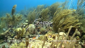 2367 abundant healthy coral on caribbean island reef