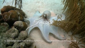 2376 octopus on sea floor