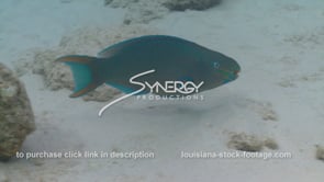 2382 stoplight parrotfish eating coral