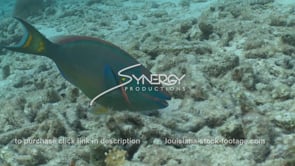 2388 stoplight parrotfish eating