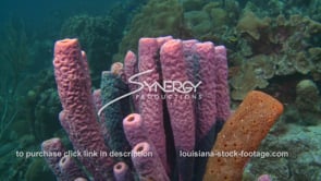 2396 purple tube sponge on coral reef