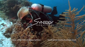 2418 scuba diver observes soft coral