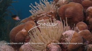 2424 sea anemone close up underwater