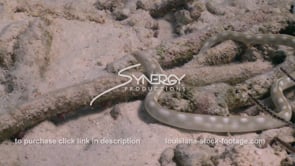 2430 sharptail snake eel in Bonaire Caribbean Island