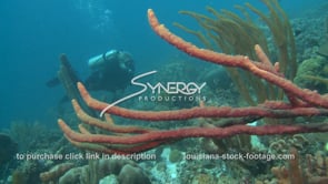 2443 soft corals and scuba diver