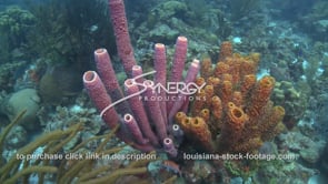 2444 tube sponge on tropical coral reef
