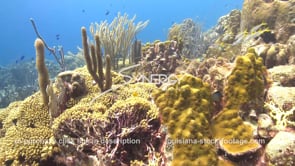 2452 sunlit tropical coral reef