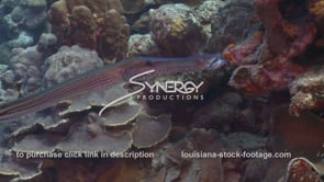 2471 trumpetfish in Caribbean Ocean