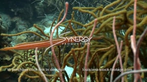 2472 trumpetfish on coral reef