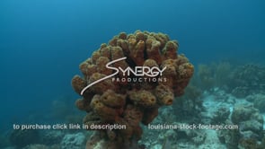 2476 tube sponge soft coral formation
