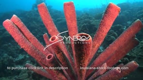 2477 tube sponge underwater