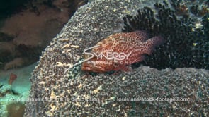 2336 tiger grouper on coral reef