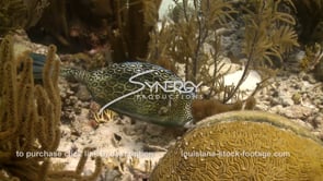 2345 honeycomb cowfish grazing on coral