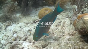 2383 stoplight parrotfish grazing on ocean floor