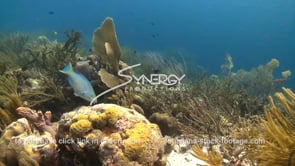 2384 stoplight parrotfish fish on coral reef