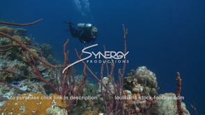 2395 scuba diver swimming coral reef