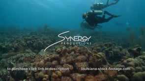 2401 researchers studying reef climate change scuba diving