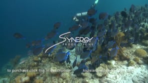 2406 school of blue tangs scuba diver observes