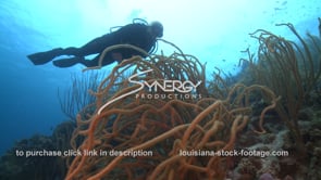 2422 scuba diver swims above reef