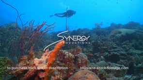 2483 underwater scuba diver floats above coral reef