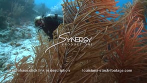 2439 soft coral reveals scuba diver