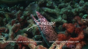 2448 spotted moray eel on tropical coral reef