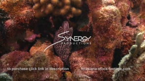 2447 spotted moray eel on coral reef