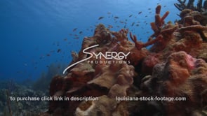 2480 underwater ecosystem coral reef school of fish
