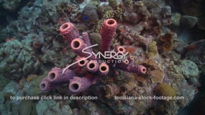 2482 underwater purple sponge on coral reef