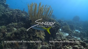 2493 yellowtail snapper swims past soft coral
