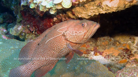 2606 cleaner fish cleaning grouper