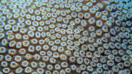 2603 close up on star coral