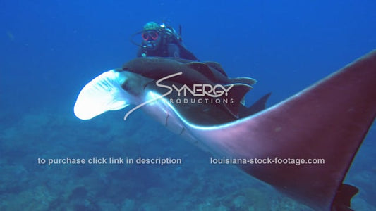 2596 manta ray and scuba diver