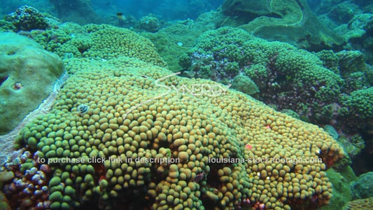 2585 flower garden banks coral reef