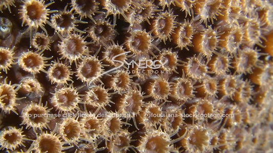 2624 star coral close up