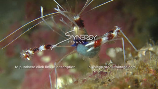 2630 banded coral shrimp cleaning wiskers