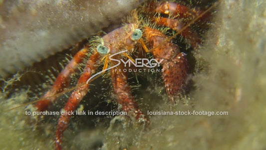 2632 hermit crab close up