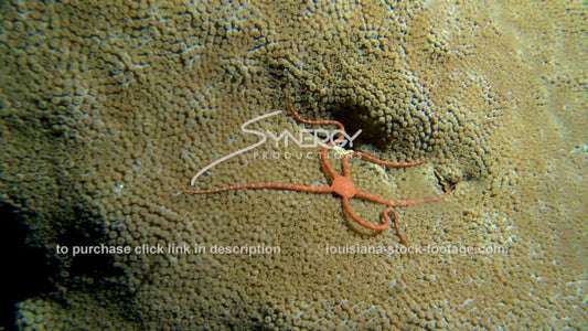 2636 red brittle star on star coral head