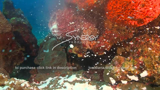 2641 underwater sponge dramatic spawning