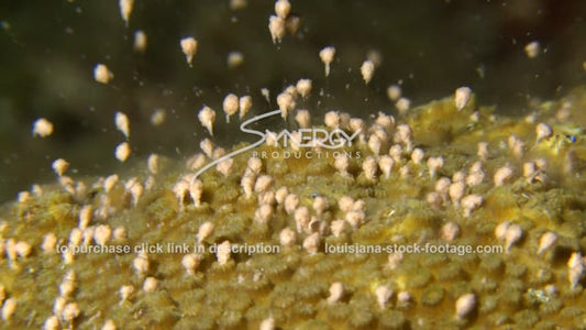 2646 coral spawning close up