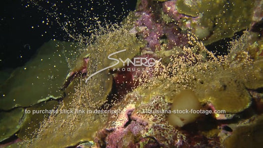 2649 epic coral spawning underwater footage