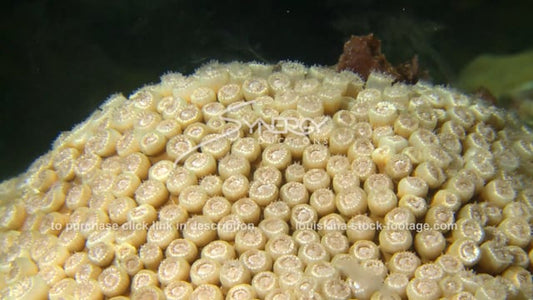 2652 close up star coral spawning