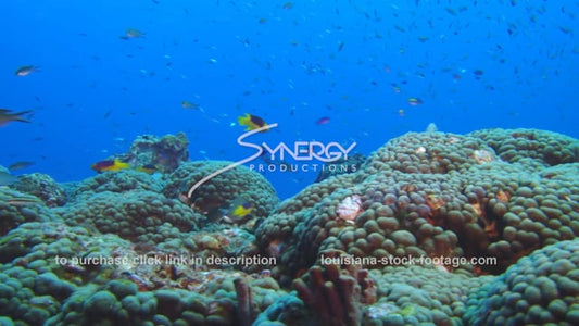 2665 stetson bank coral reef ecosystem