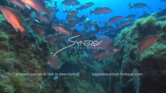 2680 Stetson bank scuba diver swims through snapper