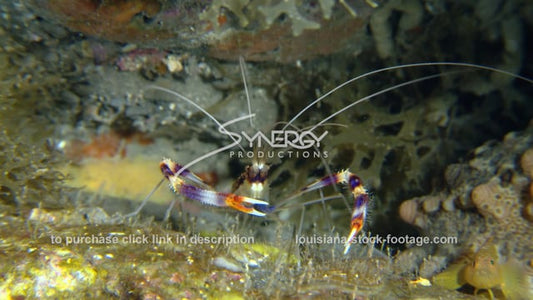 2688 cleaner shrimp on coral reef