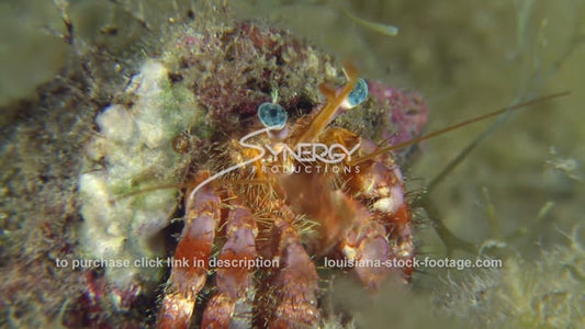 2692 hermit crab close up