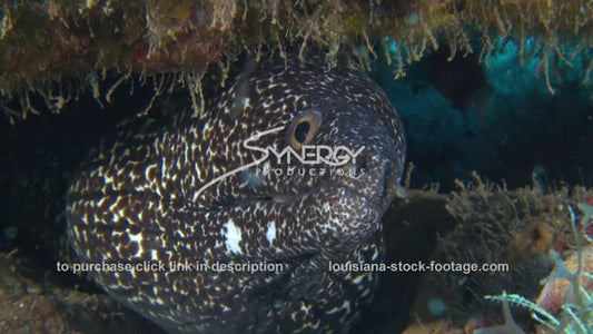 2700 eel on coral reef