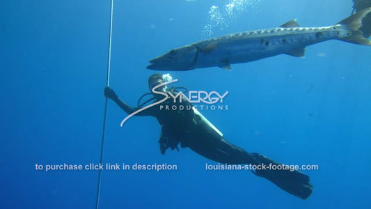 2717 scuba diver and barracuda
