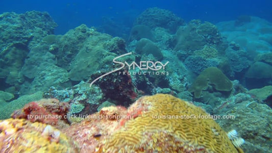 2588 NOAA's flower garden banks national marine sanctuary healthy reef